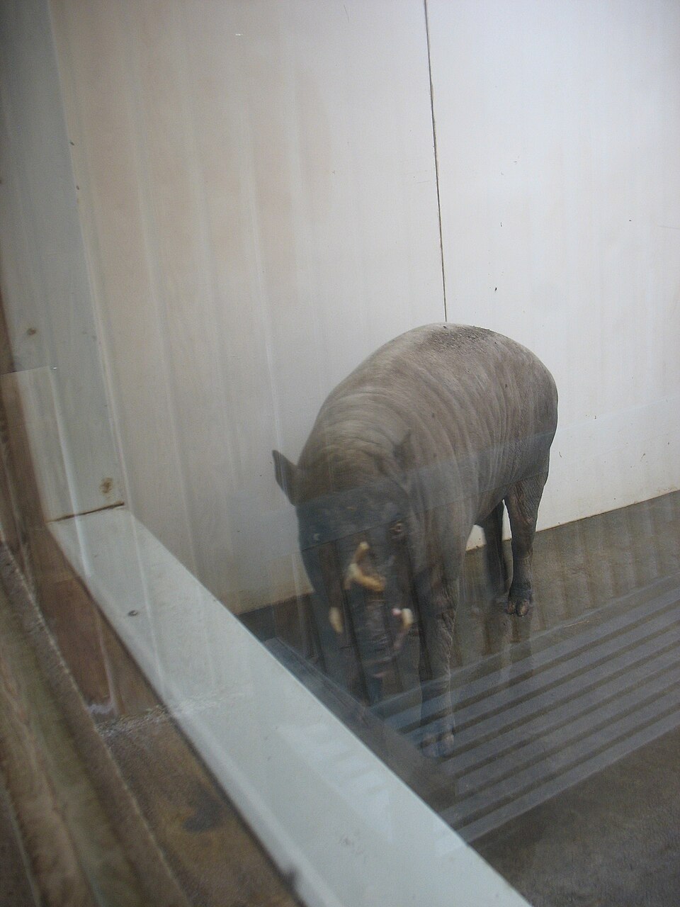 バビルサの写真