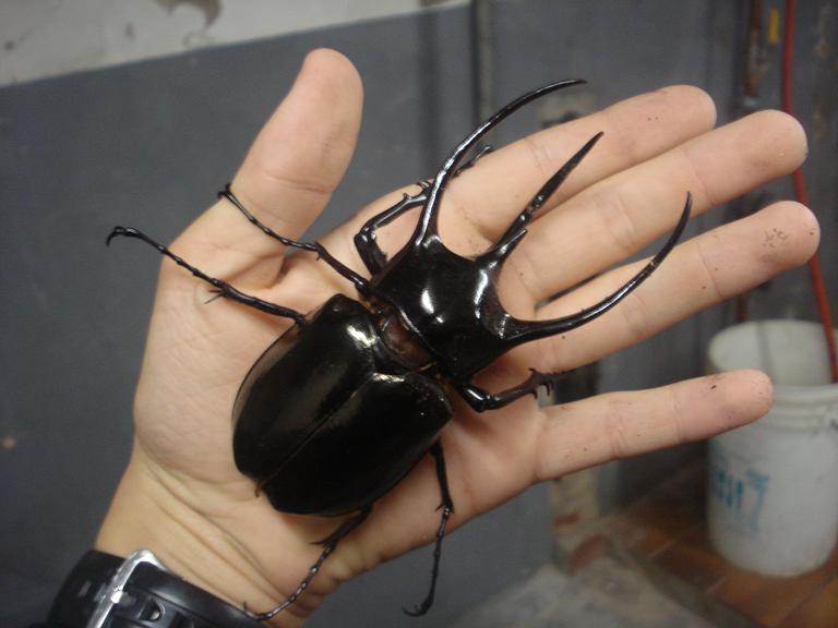 コーカサスオオカブトの3本角
