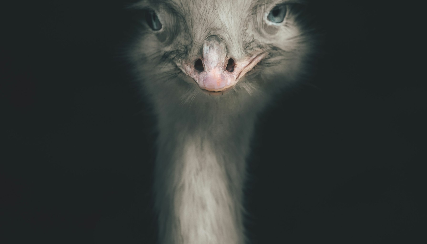 正面から見つめるダチョウ