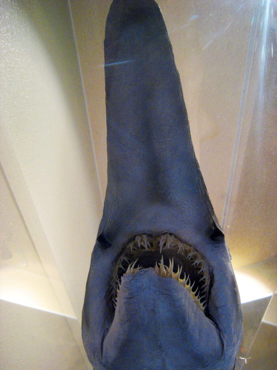 ミツクリザメの写真
