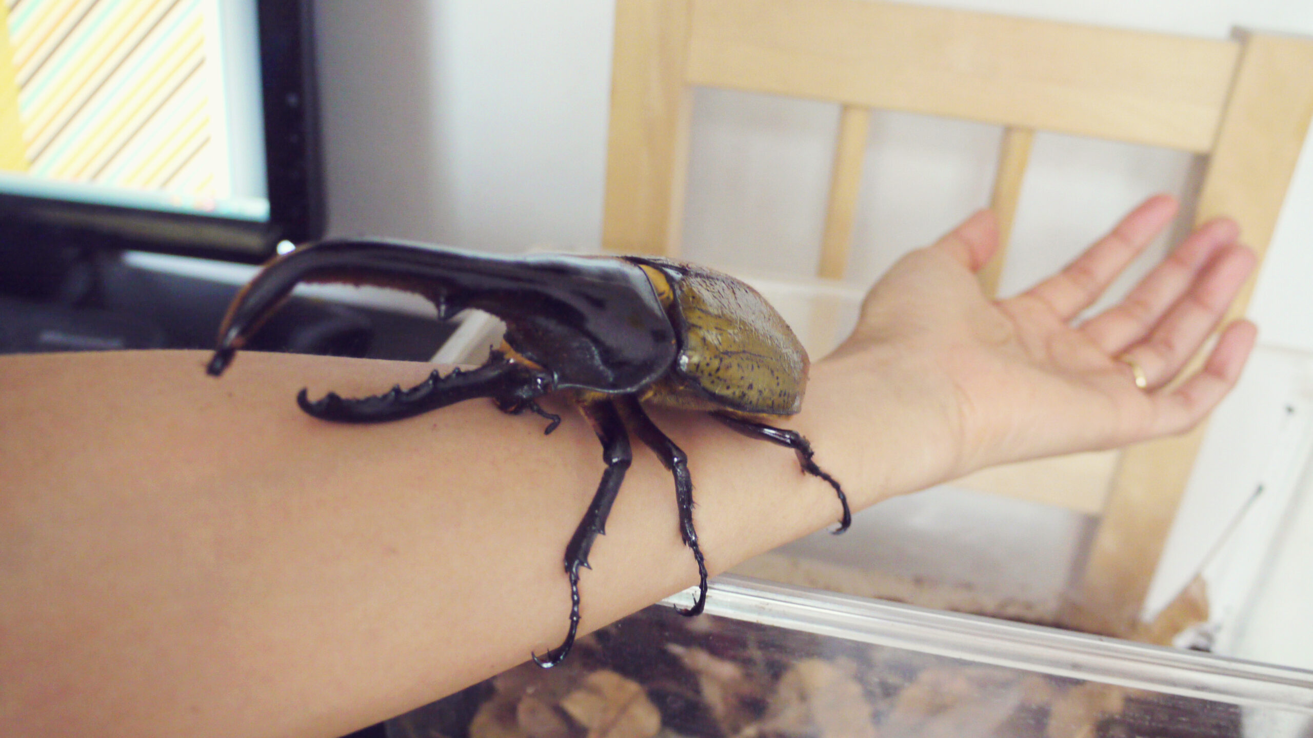 ヘラクレスオオカブトの角