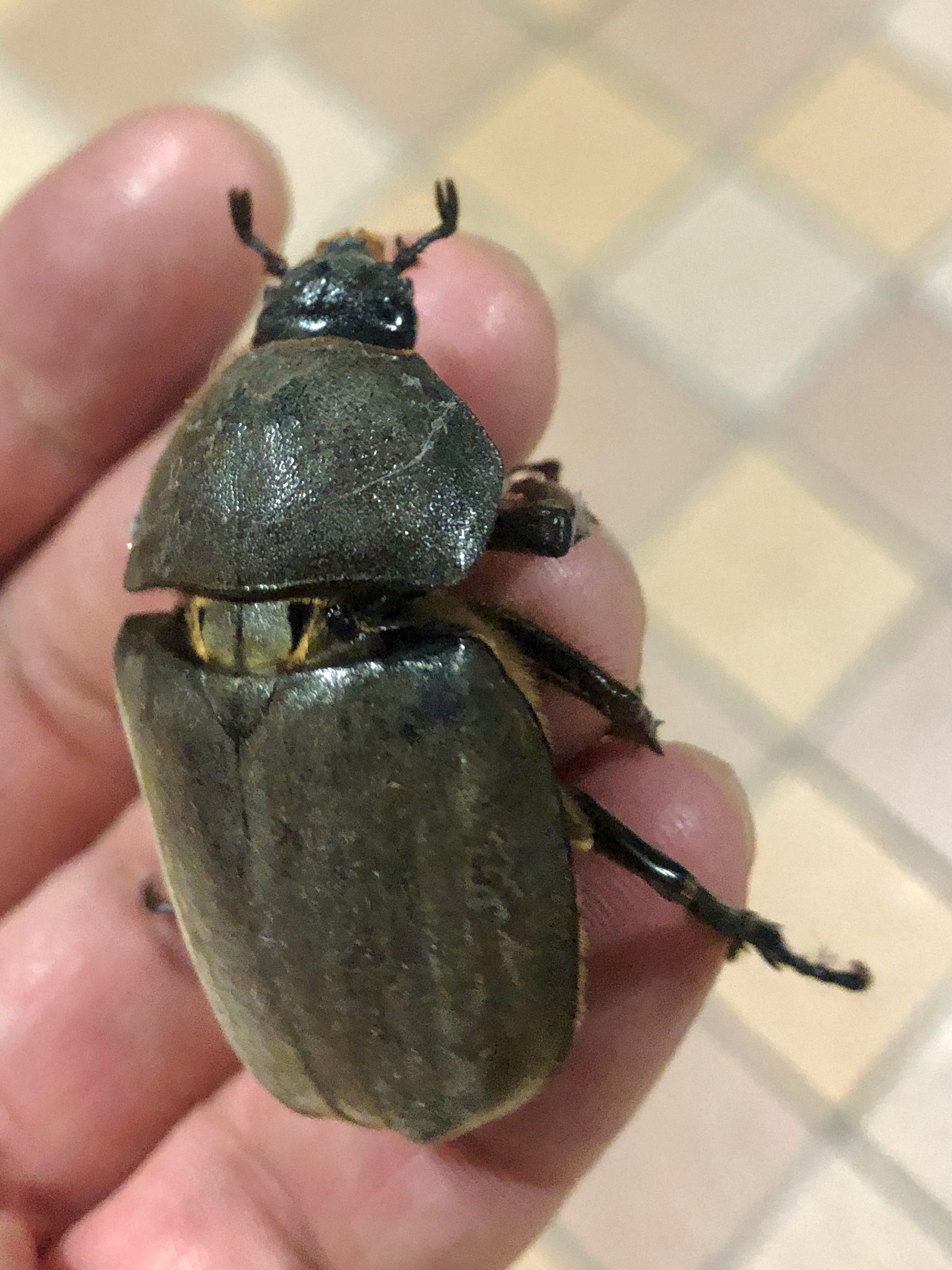 カブトムシのメス