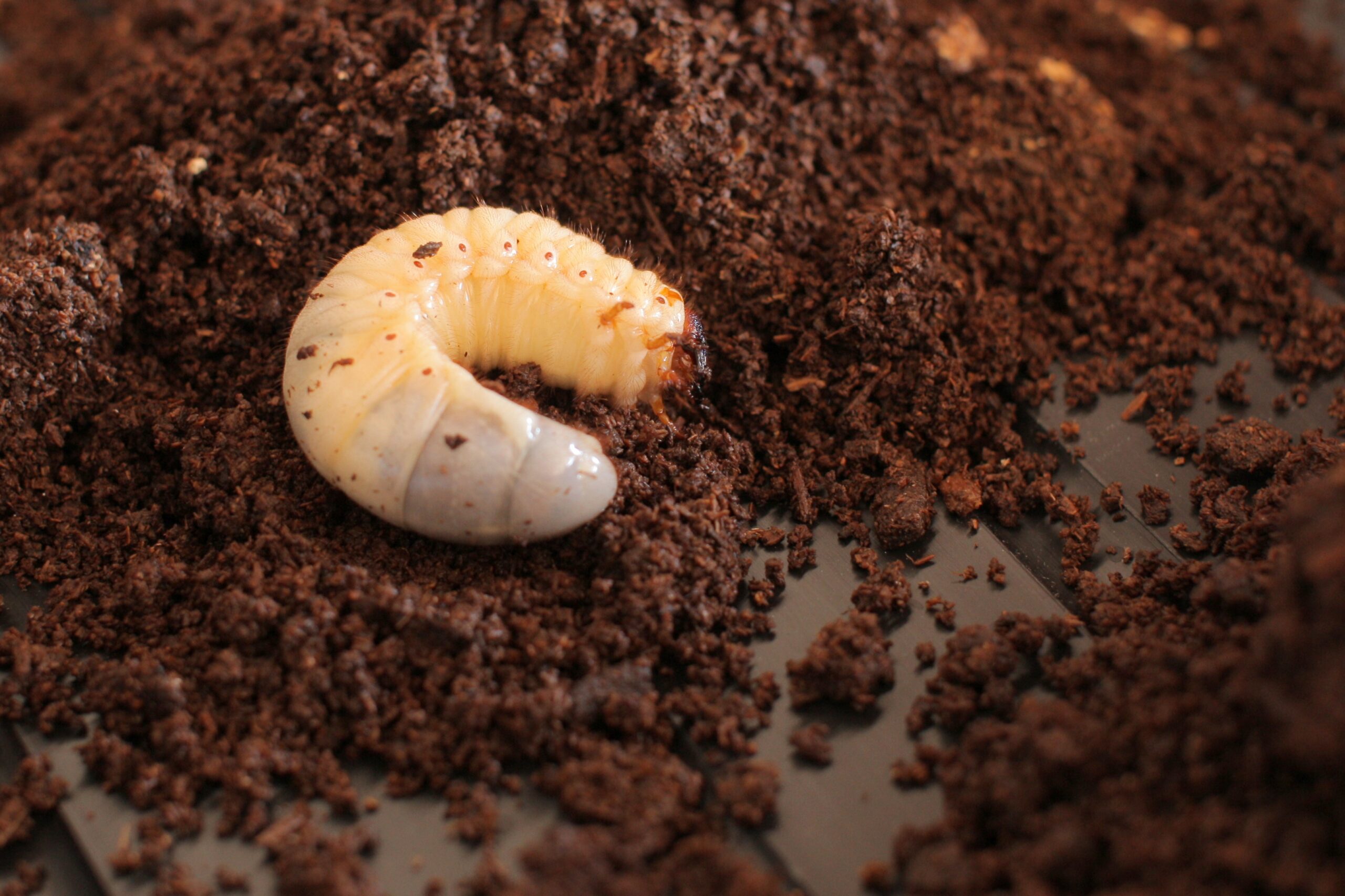カブトムシの幼虫