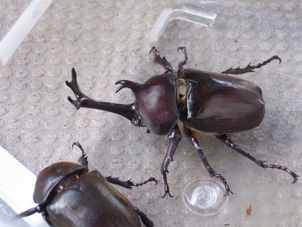カブトムシの一生