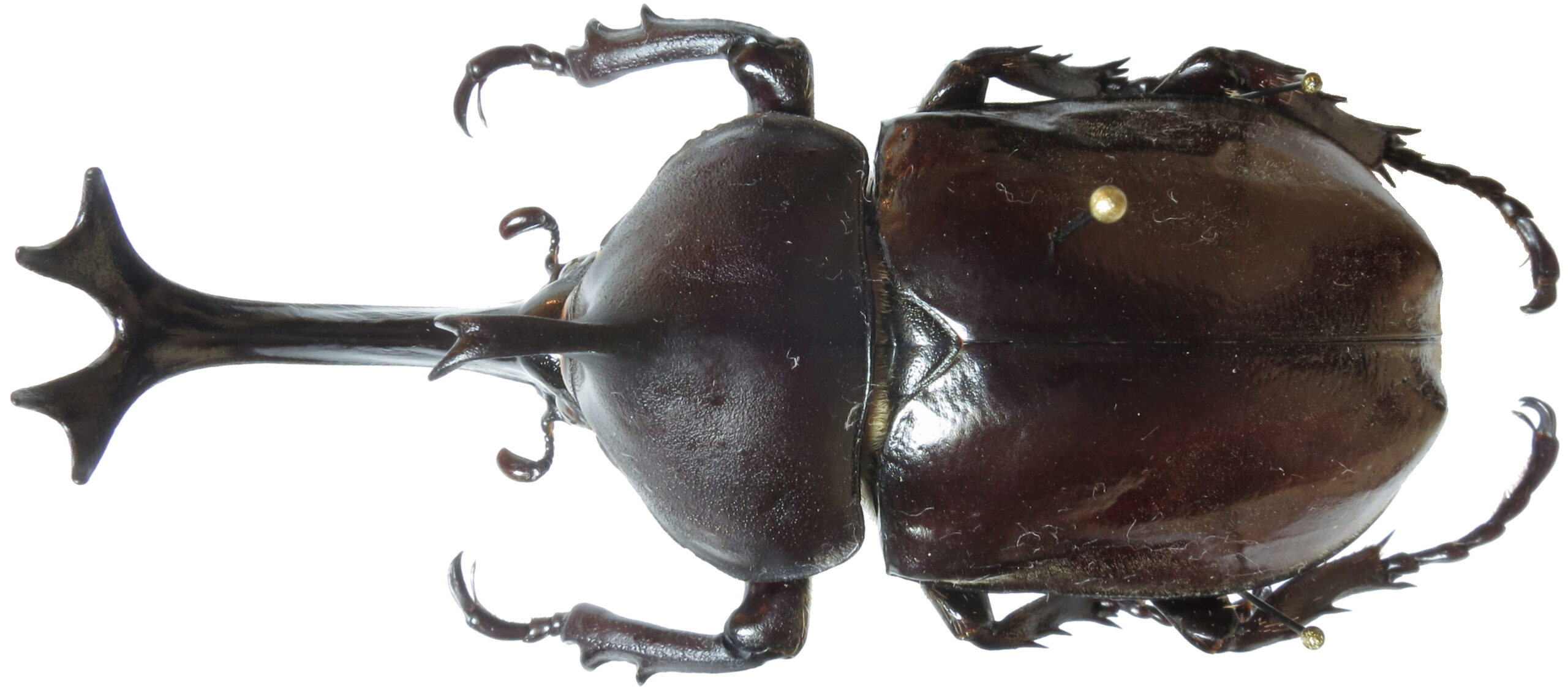 カブトムシの活動