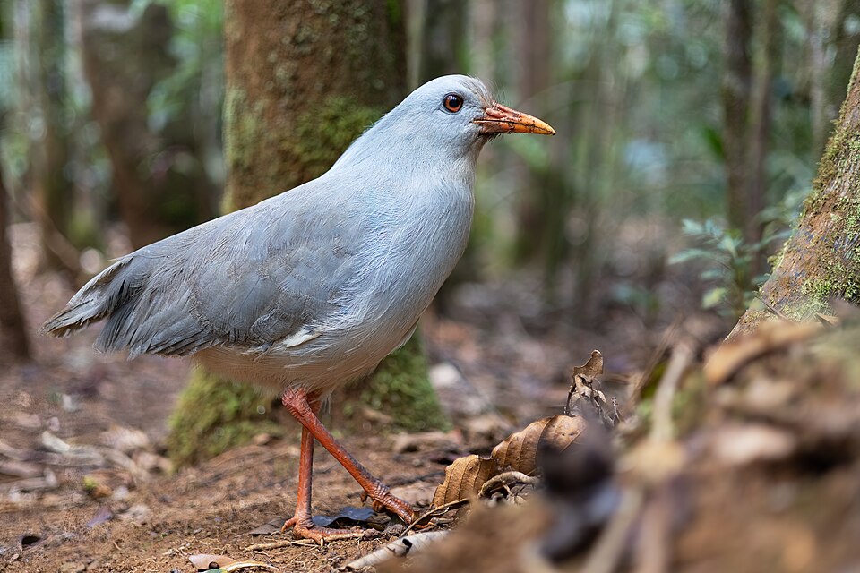 カグーの写真