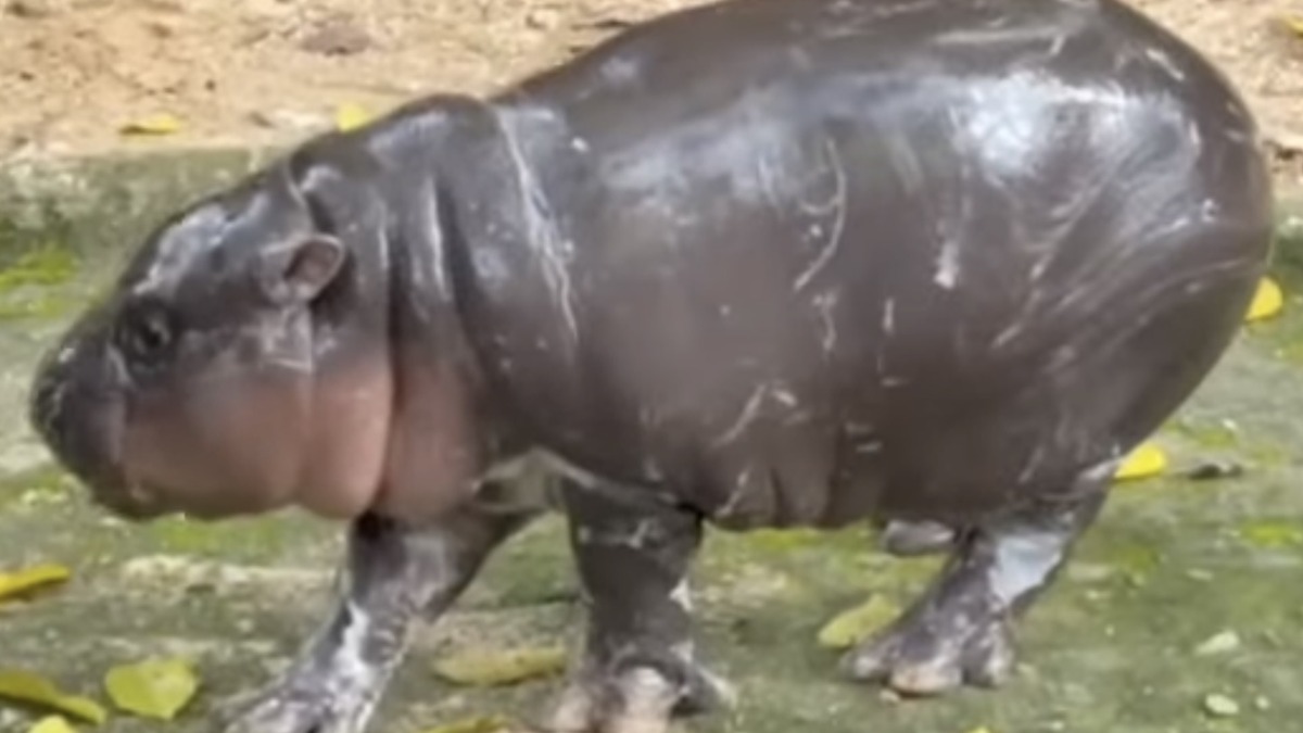 タイ・カオキアオ動物園で歩くコビトカバの赤ちゃん・ムーデン