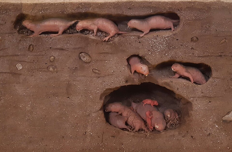 ハダカデバネズミの写真