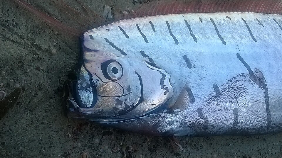 リュウグウノツカイの写真