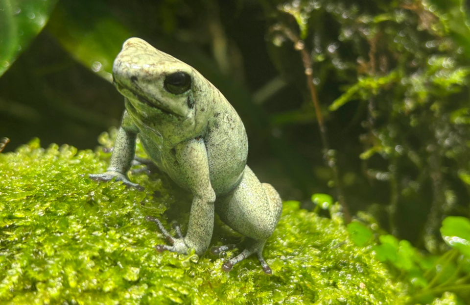 モウドクフキヤガエルの写真